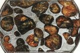 Sericho Pallasite Dog Tag Meteorite Pendant - Kenya #238749-1